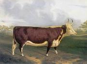 unknow artist Cow 145 Sweden oil painting artist